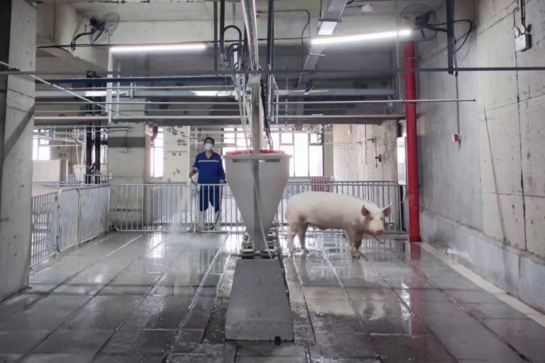 ▲▼2.5萬頭豬，住進了26層摩天大樓。（圖／翻攝自新週刊）