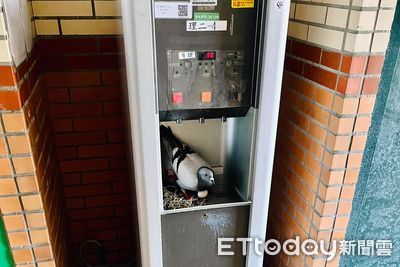 新家好潮？東華野鴿「入住飲水機」認真築巢　千人笑：現成水煮蛋