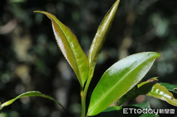 ▲台灣山茶。（圖／南投林區管理處提供）