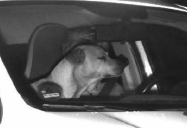 ▲▼駕駛員超速沒被取締，原來是因為一隻狗狗正好擋住牠的臉，使得警察難以辨認。（圖／翻攝自The Dodo）