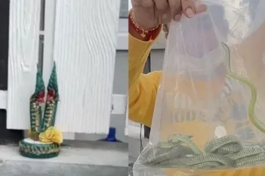 ▲▼男子家遭19條青蛇入侵。（圖／翻攝自Thaiger）