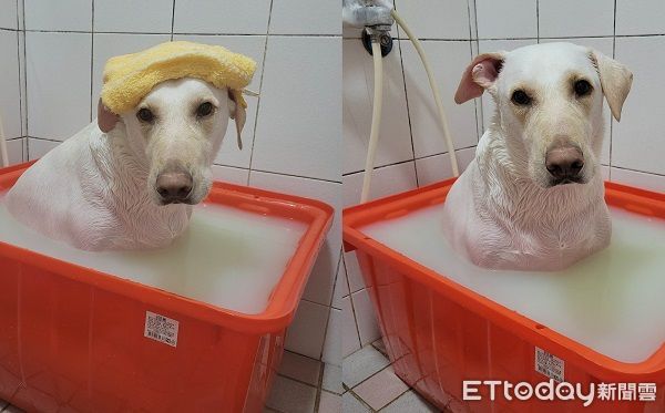 ▲▼愛犬「慢慢」洗澡不用飼主催，叫一次就會自己進浴室等搓澡。（圖／網友黃小姐提供，請勿隨意翻拍，以免侵權。）