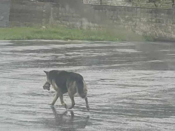 ▲▼美國密西根州一隻德國牧羊犬在雨天獨自咬著心愛的玩具流浪街頭，畫面令人不捨。（圖／翻攝自Facebook／AlmostHomeAnimals）