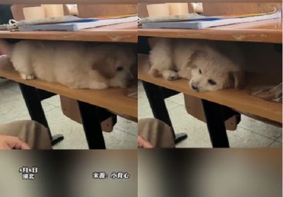 偷帶愛犬到校！　牠乖藏抽屜「匍匐前進」化身伴讀書僮：下課了沒