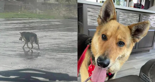 美國密西根州（Michigan）一隻德國牧羊犬Nikki因為主人過世，獨自流浪街頭數個月。（圖／Facebook／South Lyon Murphy Lost Animal Recovery）