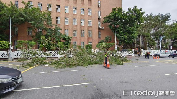 ▲▼      北市大大樹倒塌       。（圖／記者黃哲民攝）