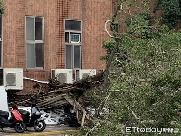 ▲博愛特區老樹倒塌，北教大圍牆和路邊機車受波及            。（圖／記者蘇位榮攝）