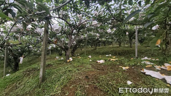 ▲▼苗栗大湖的高接梨正值成長期，部分果園卻遭山豬侵襲之苦。（圖／記者蔡文淵翻攝）