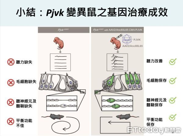 ▲▼基因治療改善「神經元病變聽損」！台大北榮合作研究登國際期刊。（圖／台大、北榮提供）