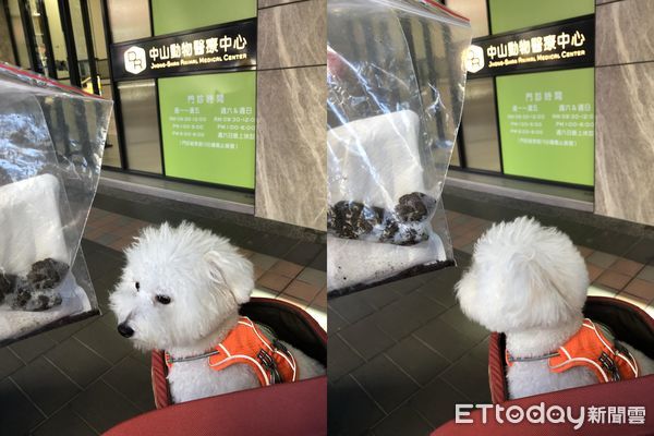 ▲只花5分鐘！比熊犬啃碎1／3零件「把遙控器吞下肚」　媽嚇壞急送醫。（圖／飼主桑妮姐提供）