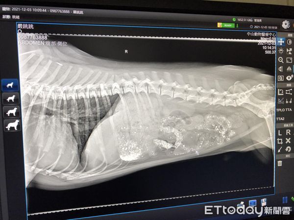 ▲只花5分鐘！比熊犬啃碎1／3零件「把遙控器吞下肚」　媽嚇壞急送醫。（圖／飼主桑妮姐提供）