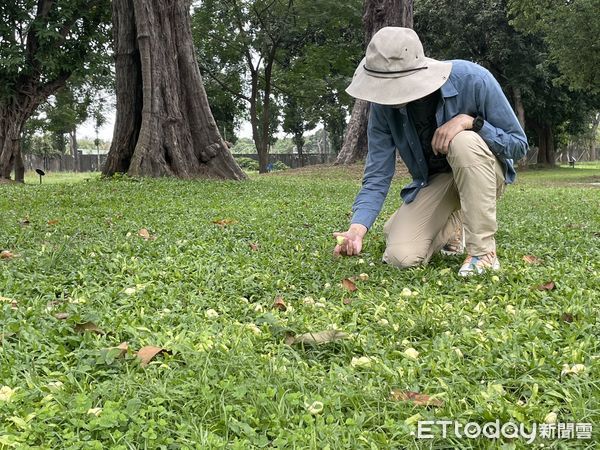 ▲台南山上花園水道博物館園區還有相當多種果樹，除了常見的芒果、龍眼、火龍果以外，甚至還有十幾棵巨型白蓮霧，最近開始結果。（圖／記者林悅翻攝，下同）