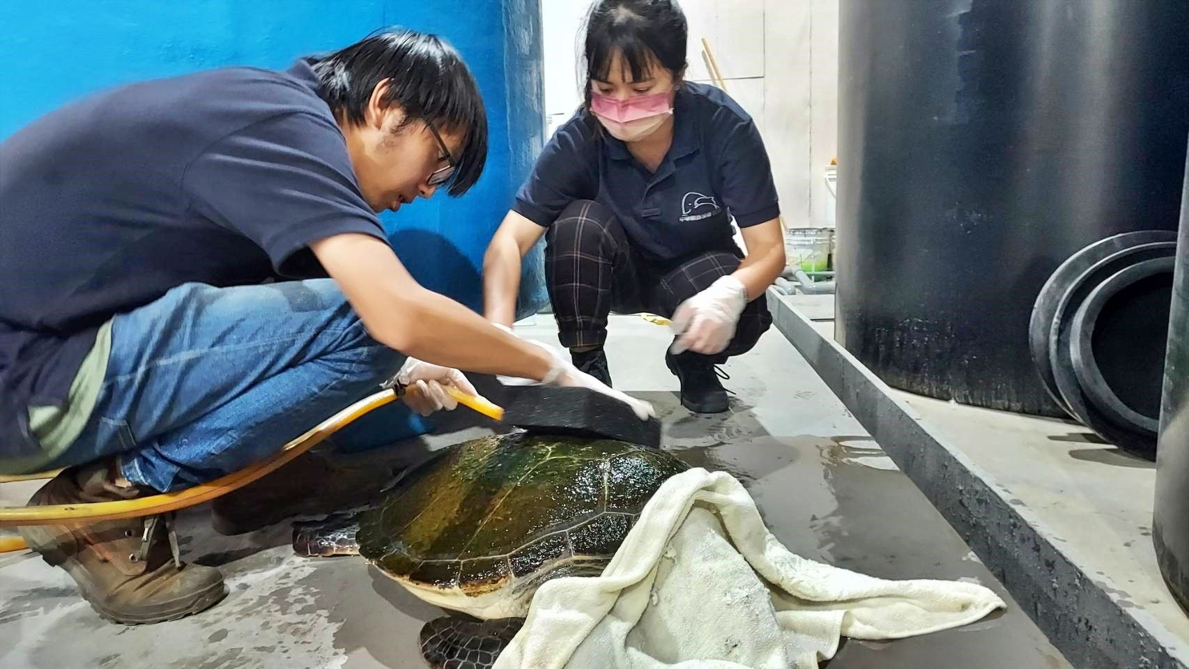 ▲廢棄魚塭偷養綠蠵龜「全身青苔」。（圖／新北市動保處提供）