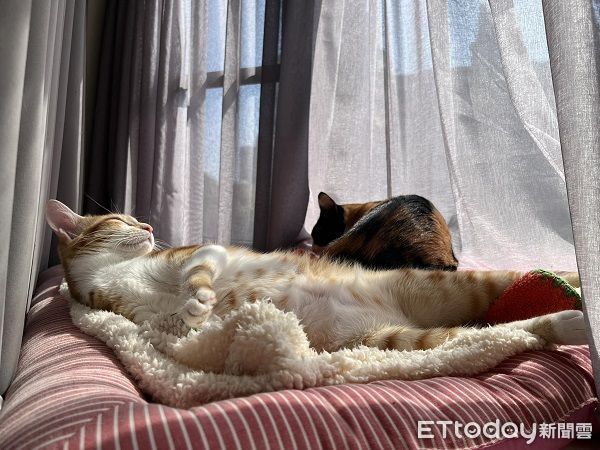 ▲▼愛貓「小福寶」貴妃姿躺在毛毯上，一臉舒服享受陽光。（圖／網友廖小姐提供，請勿隨意翻拍，以免侵權。）