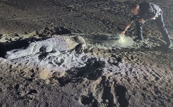▲▼警察在金銀島沙灘上發現一隻巨大鱷魚，近看後才發現原來只是一座沙雕。（圖／翻攝自Facebook／Paradise News）