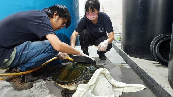新北市政府動物保護防疫處5月18日接獲海保署通報貢寮區福連里民眾私自飼養海龜。（圖／新北動保處提供）