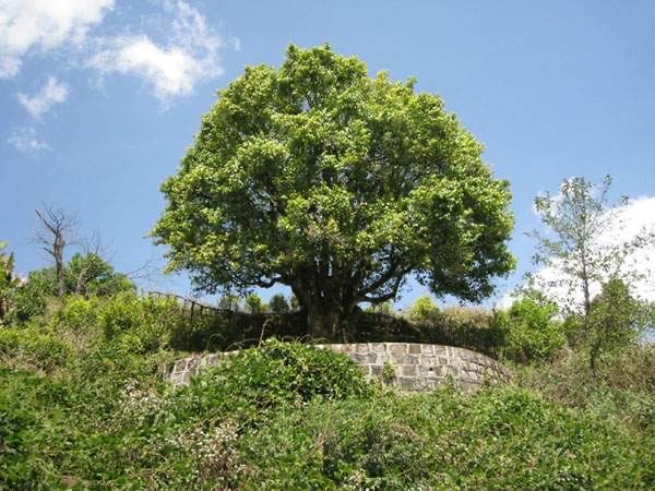 ▲▼ 雲南3200年古茶樹            。（圖／翻攝 說茶網）