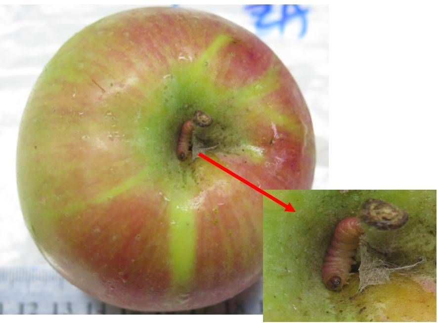 ▲▼防檢局在南非輸入蘋果發現蘋果蠹蛾幼蟲。（圖／防檢局提供）