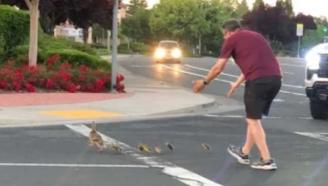 ▲▼加州男子護送小鴨過馬路後被撞死。（圖／翻攝臉書、GoFundMe）