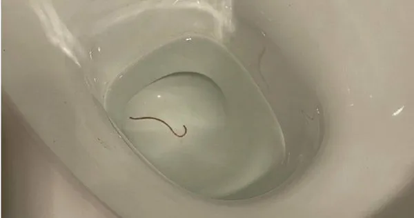 澳洲一名捕蛇人日前收到特殊的捕蛇委託。（圖／翻攝自Snake Catchers Adelaide 臉書）