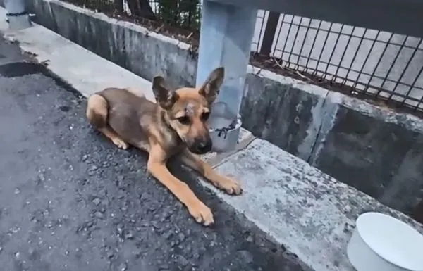 ▲▼環島路遇瘦弱浪犬！企鵝妹暖救援　動物醫院還原狀況：她很有愛心。（圖／翻攝自twitch／Jinnytty）