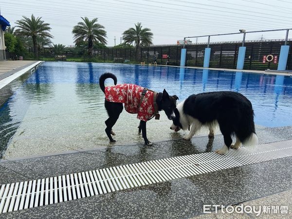 ▲▼爸花400進游泳池！愛犬「全程水喝到飽」　回到家還仰天累翻。（圖／網友劉育麟提供，請勿隨意翻拍，以免侵權。）