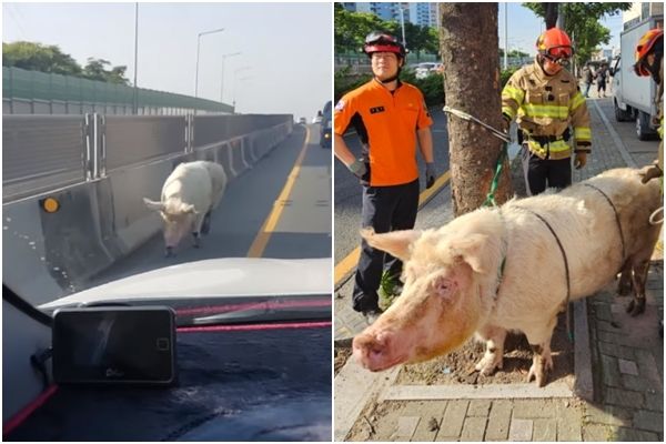 ▲▼南韓一隻豬在被送往屠宰場的途中逃脫，短暫享受了20分鐘的自由。（圖／翻攝自YouTube）