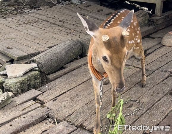 ▲綠島梅花鹿遭遊客虐待，台東縣府將依動物保護法開罰。（圖／記者楊漢聲翻攝）