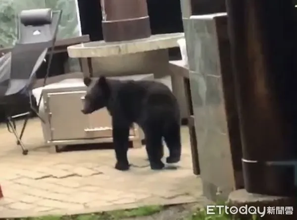 ▲台灣黑熊於向陽營地炊事亭活動。（圖／記者楊漢聲翻攝）