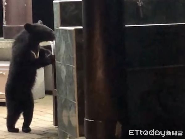 ▲台灣黑熊於向陽營地炊事亭活動。（圖／記者楊漢聲翻攝）