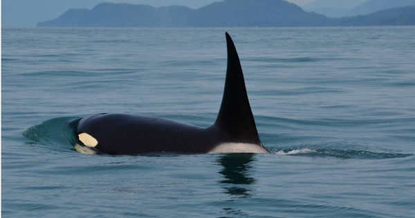 大西洋自2020年起，接連傳出數十起虎鯨攻擊船隻的事件，經過科學家幾年的調查後發現，很可能是一頭名叫格拉迪思（White Gladis）的雌虎鯨發起的報仇行動。（示意圖／Pixabay）