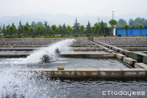 ▲▼涉縣,鱘龍魚,中華鱘,養殖場,魚類養殖場。（圖／記者蔡儀潔攝）