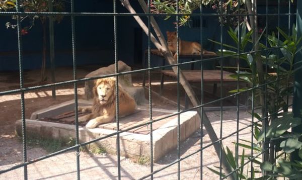 一家人進動物園籠自拍　慵懶獅瞬間撲倒4歲童「撕掉一大片頭皮」。（圖／翻攝自Twitter）