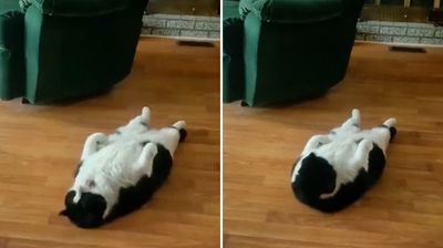 黑白貓想健身「仰臥起坐」練腹肌　只有頭動網笑：好像我