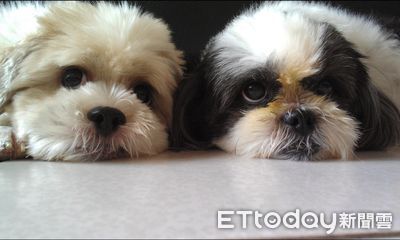 2西施愛犬1個月內相繼離世! 「健康的牠先走」背後原因超催淚
