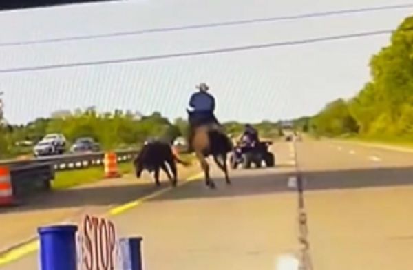 ▲▼一名農場主人騎著馬在高速公路上，狂追自家的乳牛。（圖／翻攝自推特／@mspmetrodet）