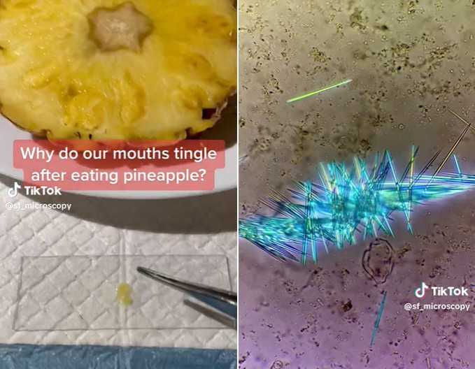 吃鳳梨為何會割舌頭？科學家揭密「有細針」　網一看嚇傻：再也不敢吃