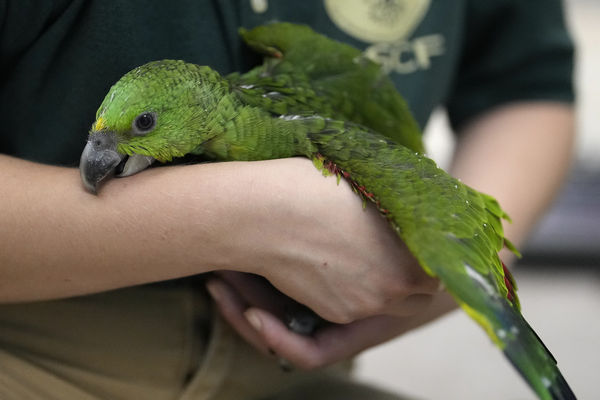 ▲▼ 動物專家在佛州照顧黃頸亞馬遜鸚鵡（yellow naped Amazon）及紅額亞馬遜鸚鵡（red-lored Amazon）。（圖／達志影像／美聯社）