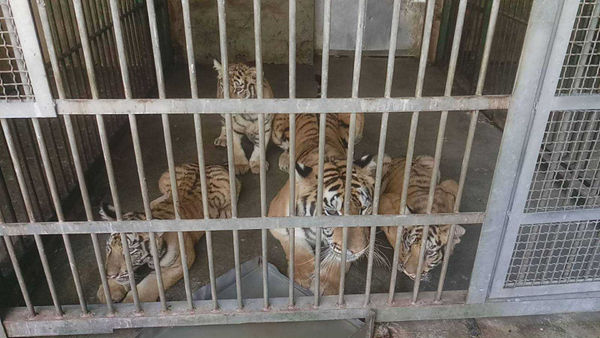六福村無視老虎獨居天性，將多隻老虎關進同個籠子，最終導致父子相殘致死的悲劇。（圖／讀者提供）