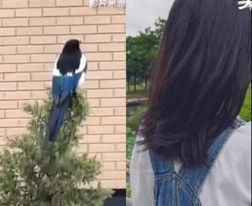 ▲女網友竟跟樹上的紅嘴藍鵲撞衫。（圖／翻攝自微博）