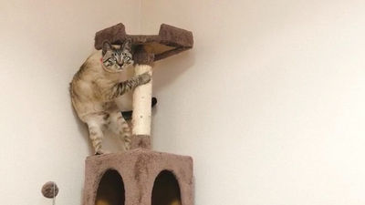用吸塵器打掃！愛貓瞬間竄上爬架「一級戒備狀態」逗樂飼主　網笑：是真的怕