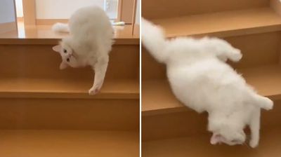 白貓躺著下樓梯「行雲流水」　軟骨功爆發網超驚喜：誰打翻牛奶