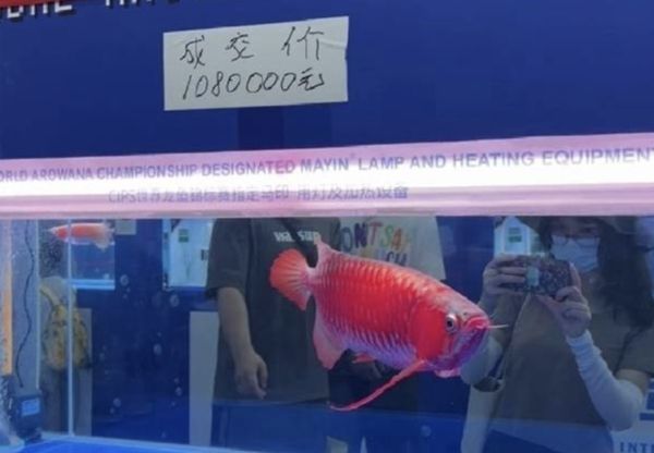▲廣州舉行的龍魚錦標賽由13號魚拿下總冠軍，並以108萬元人民幣賣出。（圖／翻攝搜狐體育）