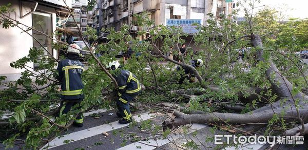 ▲▼台北文山區13公尺路樹倒塌　消防趕抵單線搶通。（圖／記者張君豪翻攝）