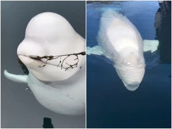 ▲▼挪威漁村2019年首次發現一頭疑似來自俄羅斯的「間諜白鯨」，後來被取名為「Hvaldimir」。（圖／翻攝自YouTube／OneWhale）