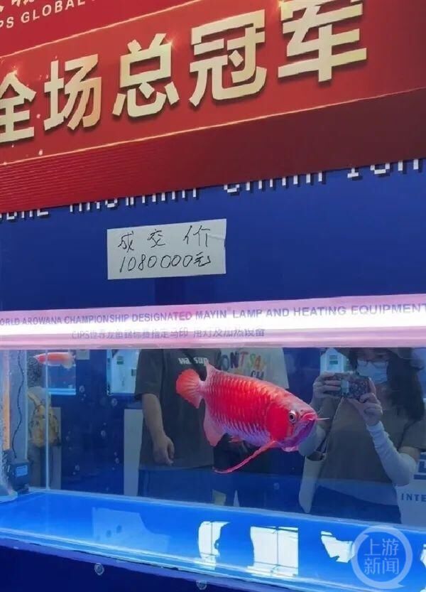 ▲▼廣州龍魚錦標賽冠軍賣價108萬人民幣。（圖／翻攝自上游新聞）