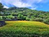 貓空「金黃花海」開了！最美期間曝