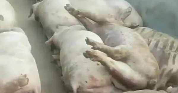 大陸江蘇省南通市一家養豬場內的5000頭豬，日前在一夜之間全部死亡。（圖／翻攝自微博）