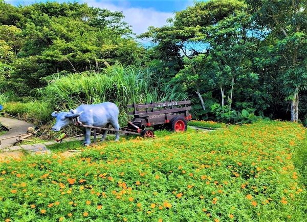 ▲貓空「樟樹步道」波斯菊進入盛花期，6/1-6/15最美。（圖／大地處提供）