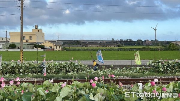 ▲▼通霄鎮五南里平交道荷花田爆發田主收取清潔費爭議，今天一早陳姓田主以割草機將田裡荷花全數腰斬。（圖／記者蔡文淵翻攝）